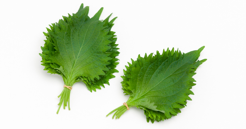 大葉を長持ちさせる保存術！冷蔵・冷凍・乾燥で風味をキープ