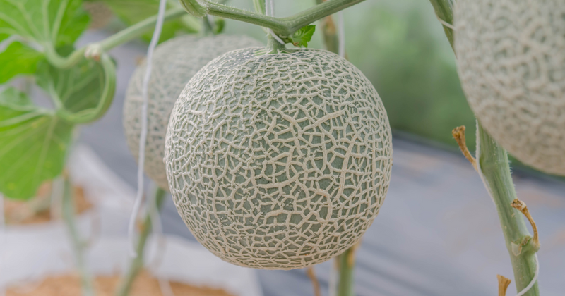 家庭菜園でメロン栽培：甘くて美味しい実を育てる完全ガイド