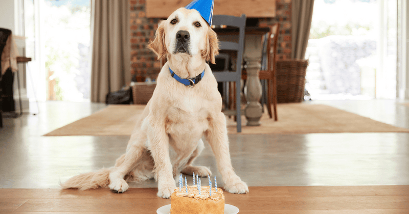 愛犬に人間用ケーキは危険！安全な犬用ケーキの選び方と手作りレシピ