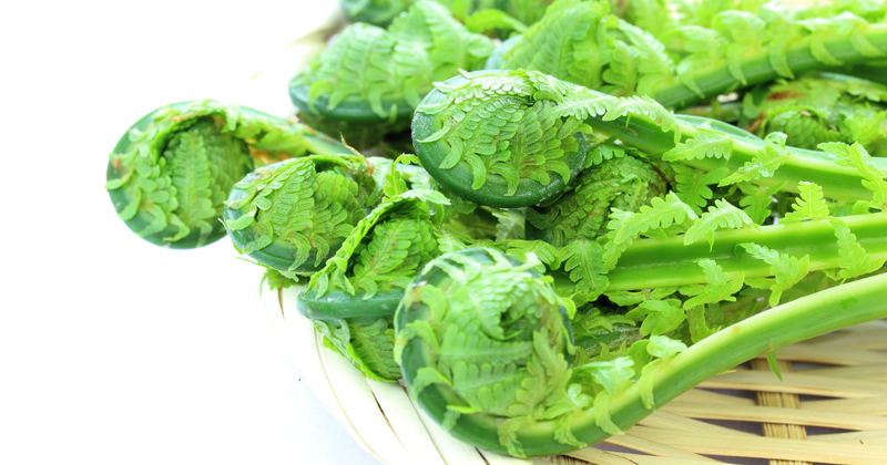 春の味覚！こごみ山菜を味わい尽くす：下処理から絶品レシピ、保存方法まで完全ガイド