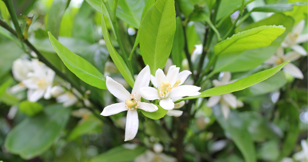 橙の花とダイダイ：食べられる実、花言葉「相思相愛」の由来とは？