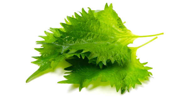 シソの葉：食卓を彩る万能食材、活用レシピと知っておきたいポイント