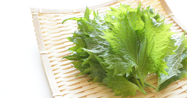 紫蘇とは？知っておきたい紫蘇の歴史、特徴、活用法