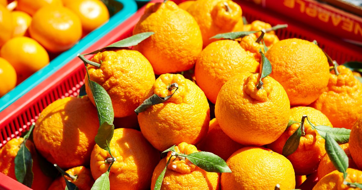 デコポン栽培：甘くて美味しいデコポンを育てるための完全ガイド