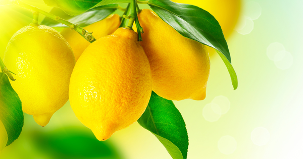 レモンの種発芽ガイド：家庭で簡単レモン栽培