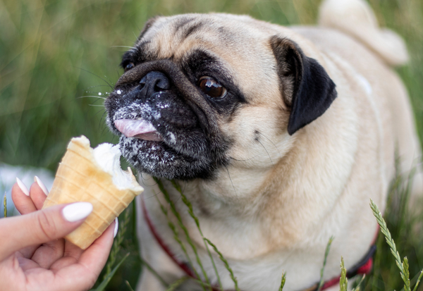 生クリーム犬