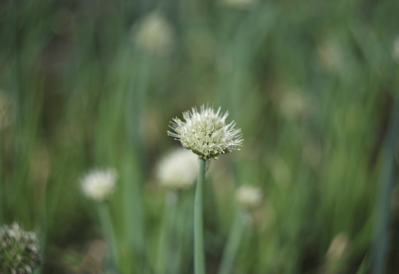 ネギ坊主の秘密：知られざる成長の軌跡と多様な魅力