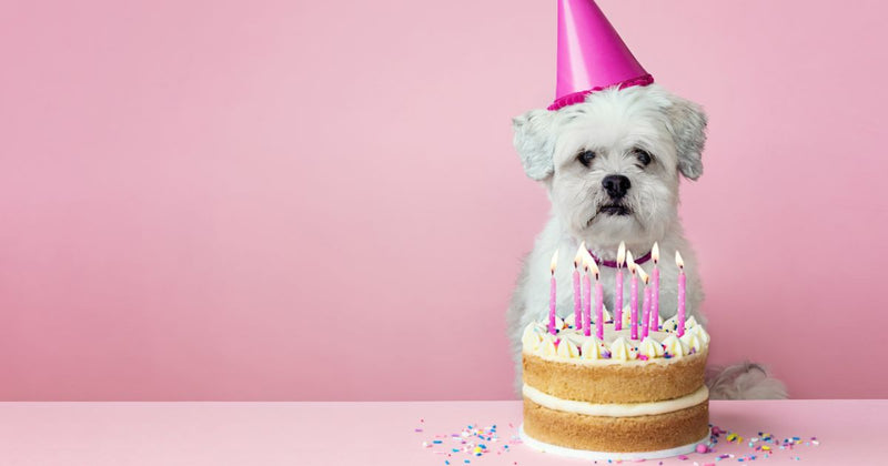 愛犬に愛情たっぷり！犬用ケーキ手作りレシピで最高の誕生日を