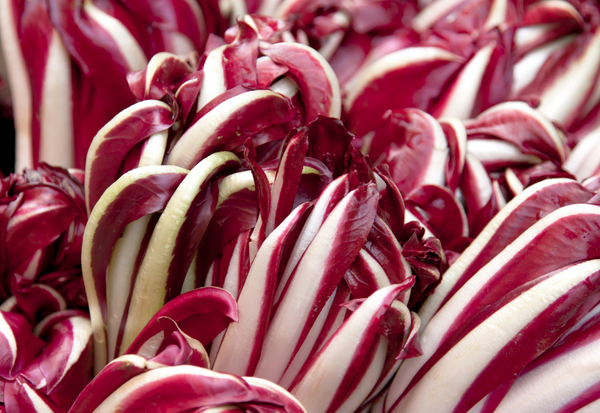 ラディッキオ（トレビス）とは？：特徴・栄養・食べ方・レシピを徹底解説