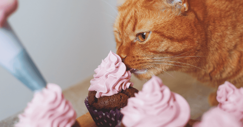 猫の誕生日ケーキ：安全な食材で作る愛情レシピ