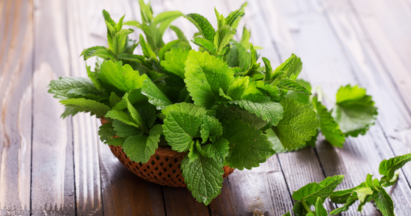 『心のハーブ』メリッサ：希少なアロマオイルの魅力と活用法