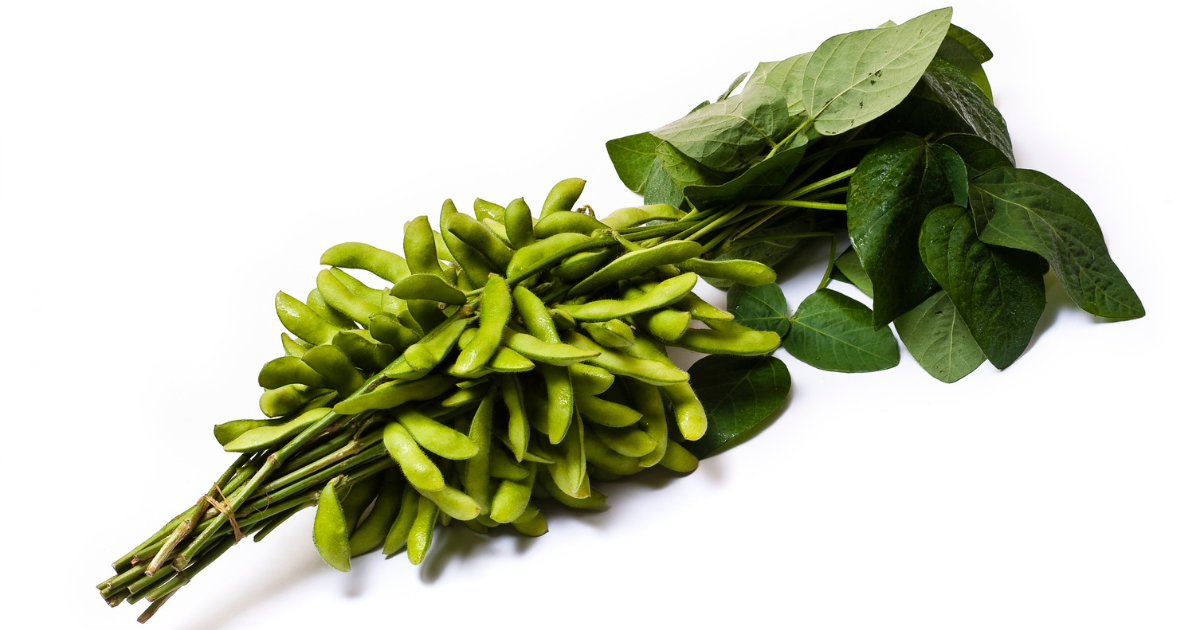 初心者でも簡単！枝豆の美味しい収穫時期とコツ、鮮度を保つ保存術