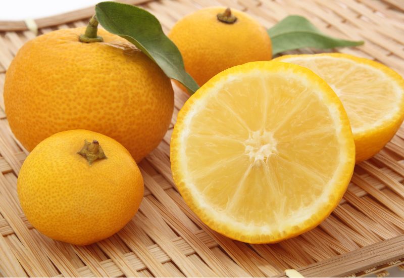 ゆずとレモンの病気 すす病：原因、対策、食用への影響