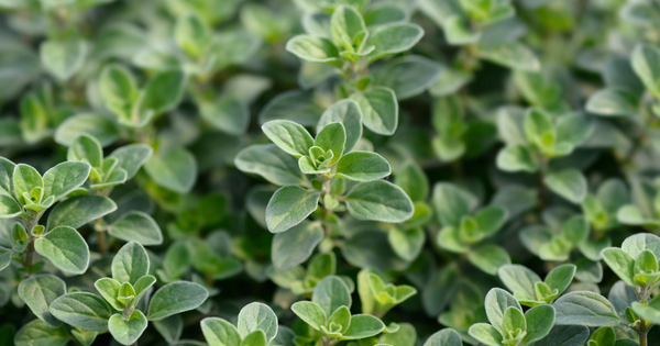 マジョラムとは？名前の由来から香り・味・歴史・健康効果・使い方まで徹底解説！