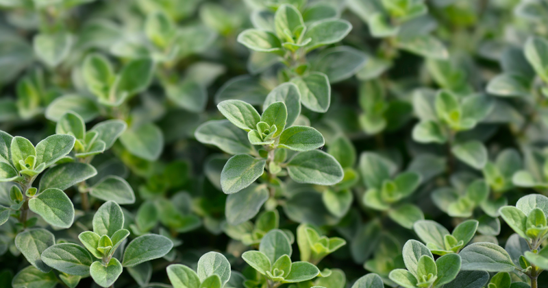 マジョラムとは？名前の由来から香り・味・歴史・健康効果・使い方まで徹底解説！