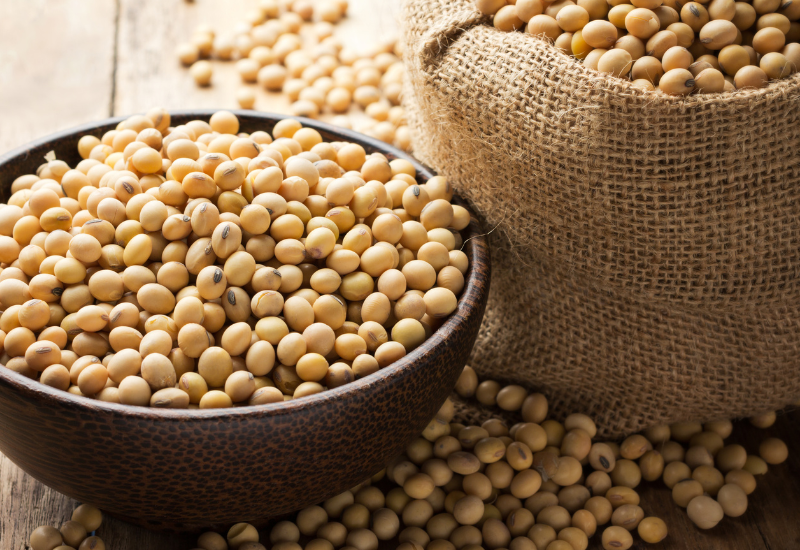 大豆の収穫適期と方法：枝豆との関係から収量アップまで徹底解説