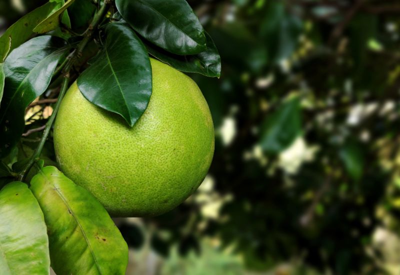 晩白柚とは？世界最大の柑橘、その魅力に迫る