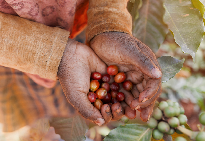 ルワンダコーヒー：復興の象徴、極上の一杯