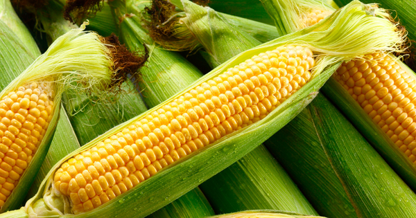 甘み際立つ！とうもろこしの茹で時間：プロが教える最適な茹で方・蒸し時間ガイド