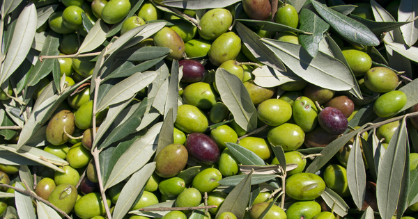 オリーブの実を味わい尽くす！塩漬け、オイル漬け、絶品レシピまで食べ方徹底ガイド