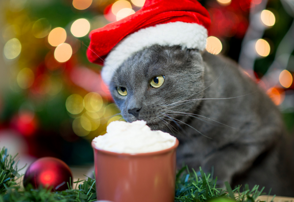 猫 生クリーム