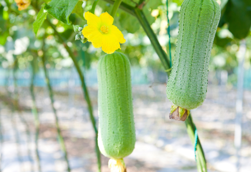 ヘチマは食べられる？味・食感・栄養、おすすめレシピを徹底解説