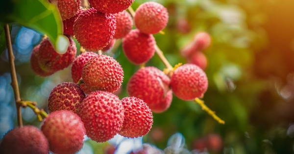 ライチの花言葉：秘められた意味と歴史的背景