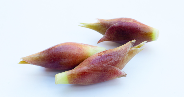 みょうがの食べ方完全ガイド：基本知識から絶品レシピ、保存方法まで