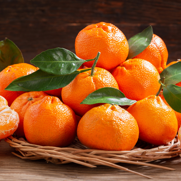 西内小夏蜜柑苗木♪ 日向夏 ニューサマーオレンジ f-005.jpg 西内小夏蜜柑苗木♪ 日向夏 ニューサマーオレンジ f-005.jpg