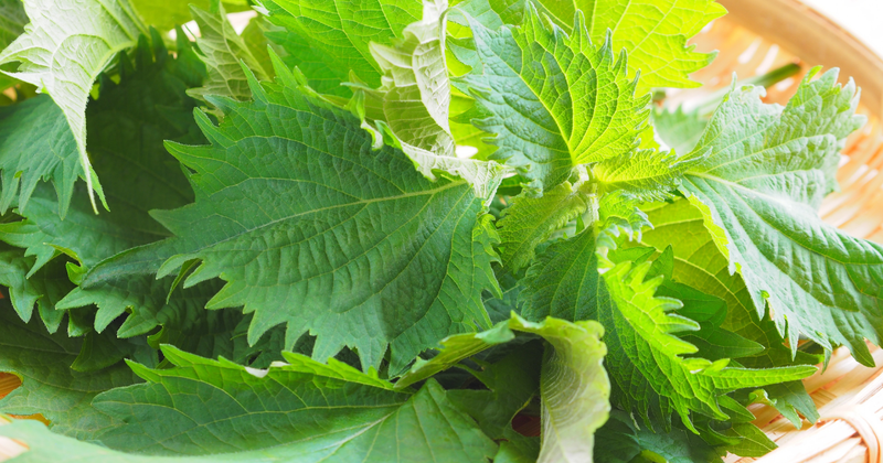 大葉を長持ちさせる保存術！冷蔵・冷凍での保存期間を徹底解説