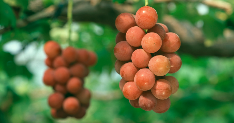 安芸クイーンぶどう：鮮やかな紅色と濃厚な甘みが織りなす極上の味わい