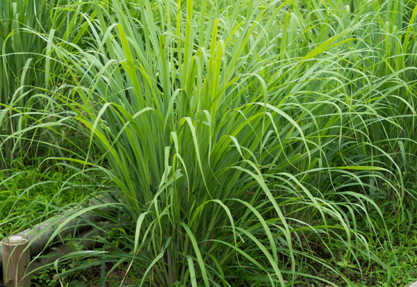 レモングラスティーの驚くべき効能：心身を癒す秘密