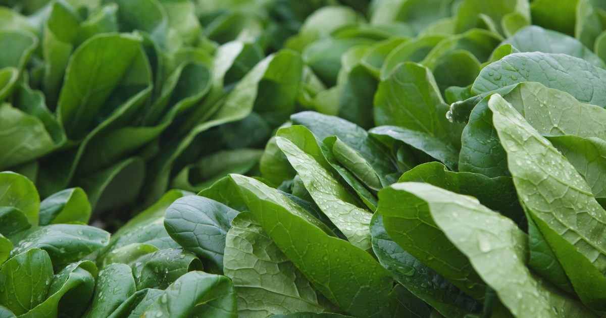 ツルムラサキ徹底解剖：旬の時期、栄養価、下処理、レシピ