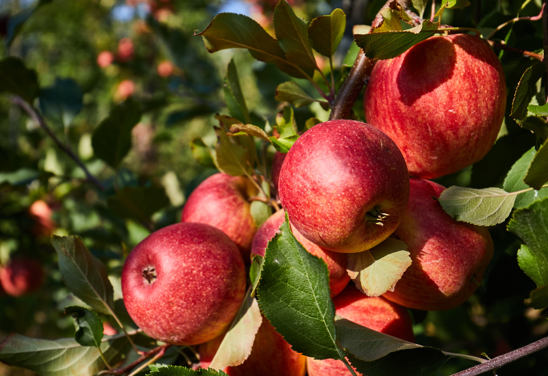 りんごを安く買う方法：賢くお得に美味しいりんごを手に入れる！