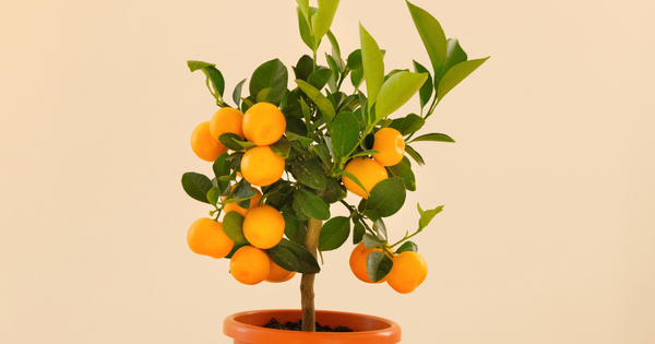 鉢植えで手軽に挑戦！みかんの育て方完全ガイド