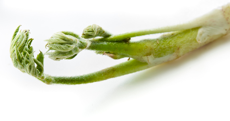 う どの 茹で 方