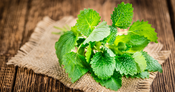 レモンバーム：心身を癒す万能ハーブの秘密と活用法