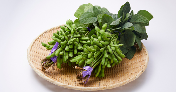 枝豆の旬はいつ？家庭菜園での収穫時期を見極めるポイントと方法