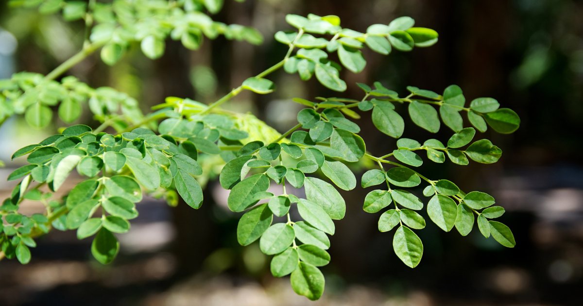 奇跡のスーパーフード「モリンガ」徹底解説：驚くべき栄養価、活用法、注意点まで