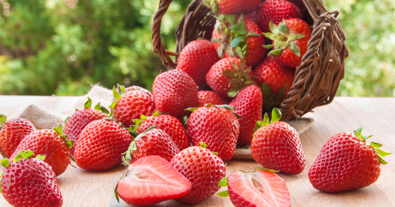 宮城でいちご狩り！時期やスポット選びの完全ガイド