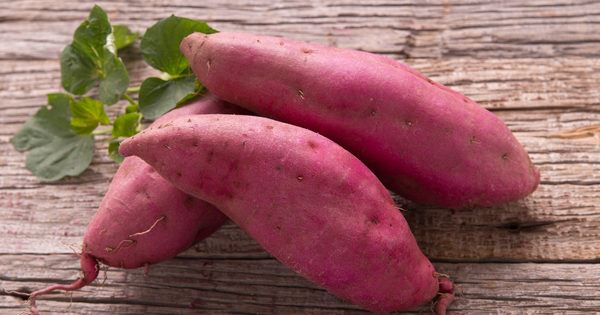 サツマイモ苗の植え方完全ガイド：初心者でも失敗しない栽培のコツ