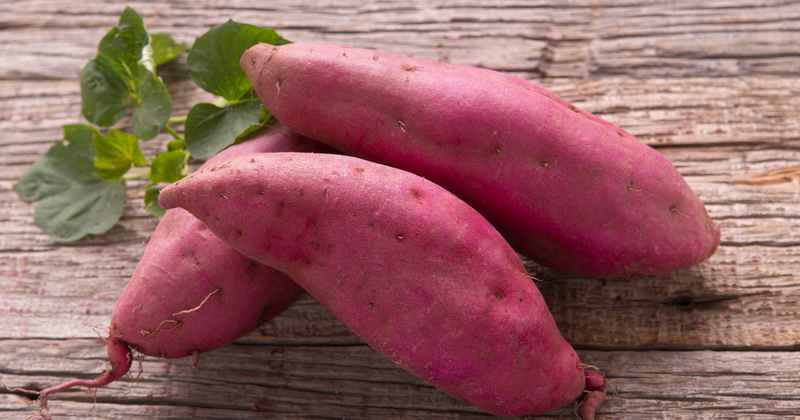 サツマイモ苗の植え方完全ガイド：初心者でも失敗しない栽培のコツ