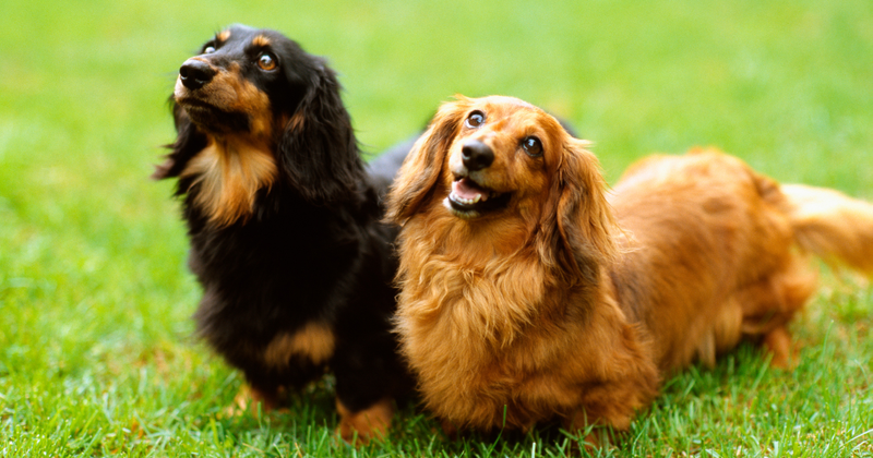 犬にごぼうは食べられる？栄養、与え方、注意点を徹底解説！