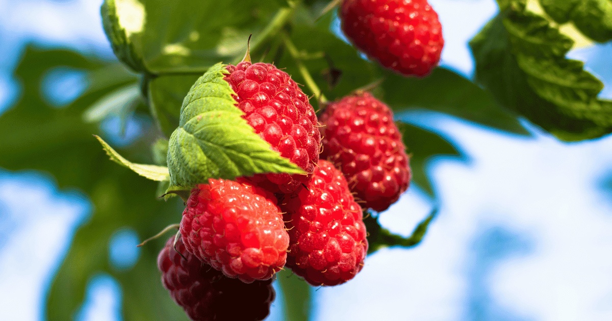 ラズベリー時期：甘酸っぱい実りの季節と栽培のコツ