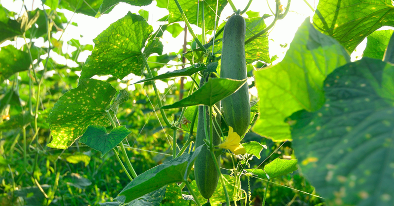 キュウリ剪定：収穫量アップと健康な育成を実現する剪定方法とコツ
