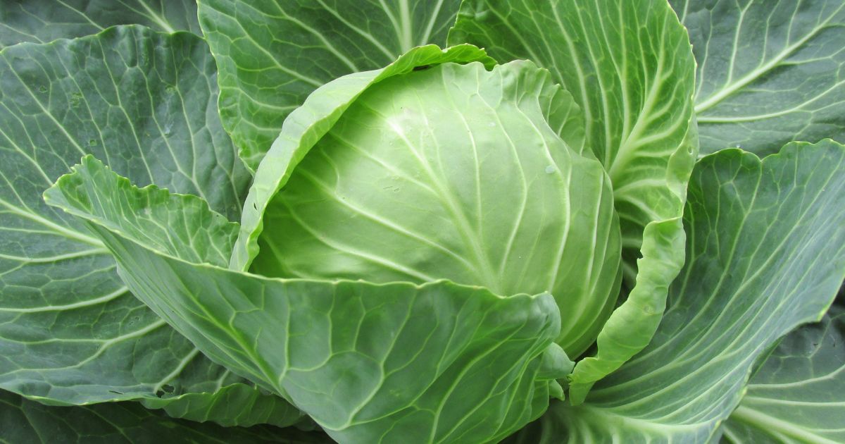 知っておきたい！キャベツの種類と選び方：特徴、旬、調理法を徹底解説