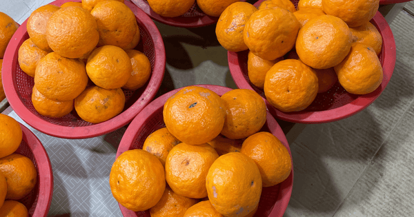 みかん生産量日本一はどこ？産地ランキングと地域別品種の特徴
