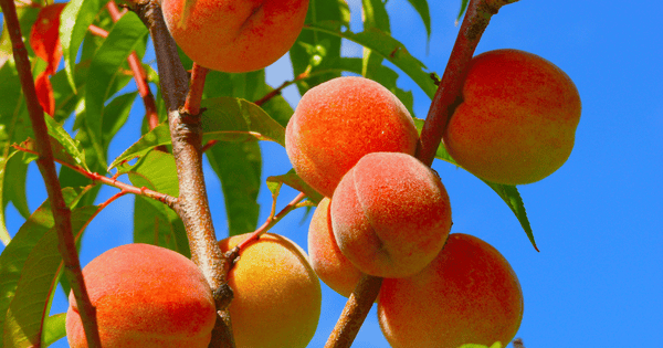 桃の旬はいつ？産地、品種、栄養、選び方の決定版ガイド
