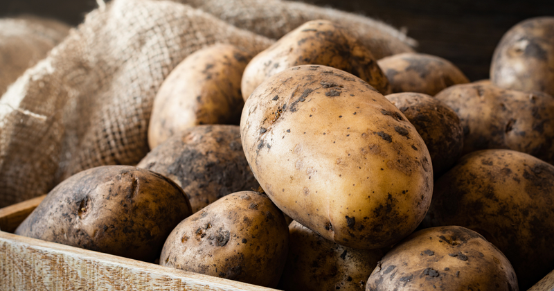 【完全ガイド】ジャガイモ種芋の植え方：初心者でも失敗しない栽培方法