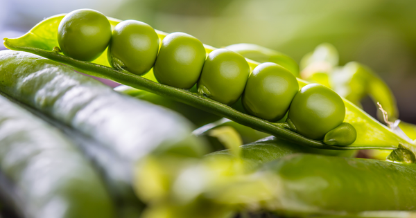 グリーンピース、さやえんどう：春の食卓を彩る緑の宝石